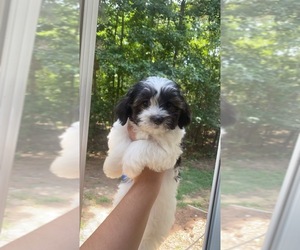 Maltese-ShihPoo Mix Puppy for sale in PALESTINE, TX, USA