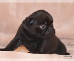 Small #9 Pug