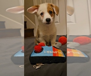 Pembroke Welsh Corgi Puppy for sale in BAYTOWN, TX, USA