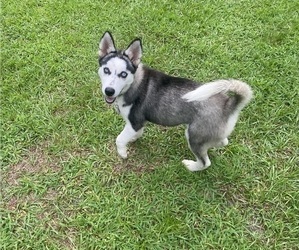 Siberian Husky Dogs for adoption in CASTLE HAYNE, NC, USA
