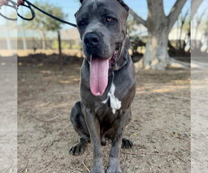 Roman - Male Mutt Dog for Adoption - Photo #4