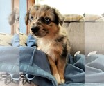 Small Photo #220 Australian Shepherd Puppy For Sale in LEBANON, IN, USA