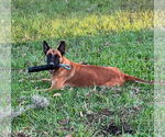 Small #4 Mutt