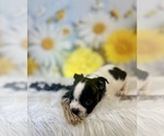 Small #3 Boston Terrier