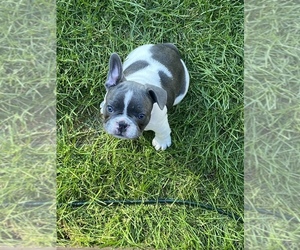 French Bulldog Puppy for Sale in MADISON, Connecticut USA