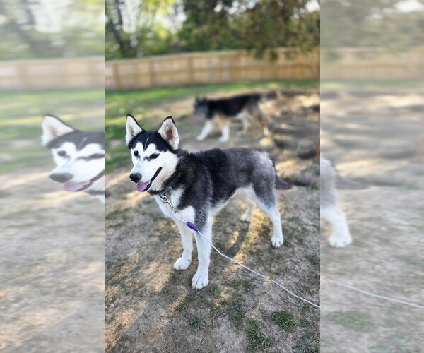 Medium Photo #10 Gerberian Shepsky Puppy For Sale in Aurora, IN, USA
