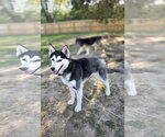 Small #9 Gerberian Shepsky