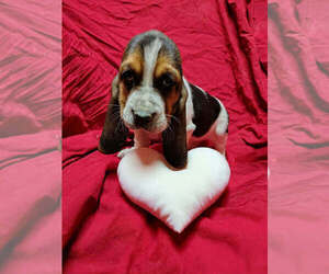 Basset Hound Puppy for sale in SALEM, WV, USA