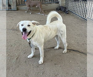Akita-Labrador Retriever Mix Dogs for adoption in Riverside, CA, USA