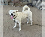 Small Akita-Labrador Retriever Mix