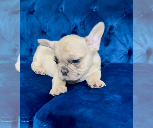Medium Photo #16 French Bulldog Puppy For Sale in KANSAS CITY, MO, USA