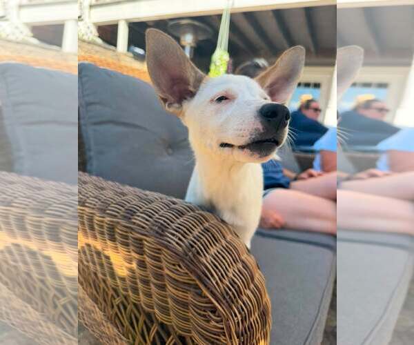 Medium Photo #5 Mutt Puppy For Sale in pomfret, CT, USA