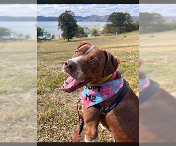 Medium Photo #28 Boxador Puppy For Sale in Elmsford, NY, USA