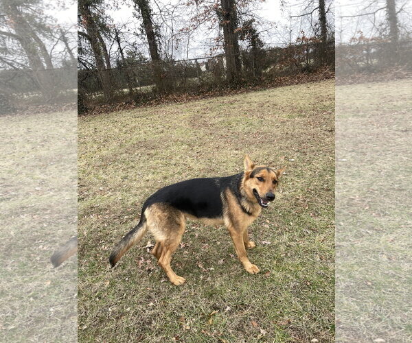 Medium Photo #5 German Shepherd Dog Puppy For Sale in Centreville, VA, USA