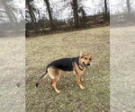 Small #4 German Shepherd Dog