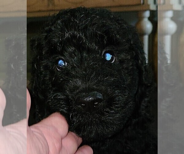 Medium Photo #1 Labradoodle Puppy For Sale in RALEIGH, NC, USA
