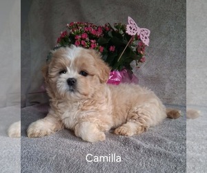 Zuchon Puppy for sale in MOUNT PLEASANT, MI, USA