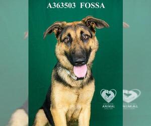 German Shepherd Dog Dogs for adoption in Stockton, CA, USA