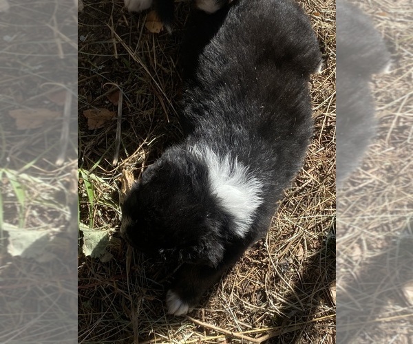 Medium Photo #5 Aussiedoodle Puppy For Sale in ONAWAY, MI, USA