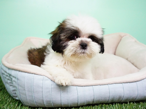 Medium Photo #5 Shih Tzu Puppy For Sale in LAS VEGAS, NV, USA