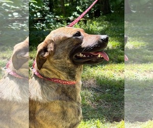Edison- perfect gentleman - Male Collie-Mountain Cur Mix Dog for Adoption - Photo #4