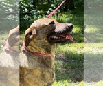 Small #3 Collie-Mountain Cur Mix