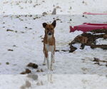 Small #40 Saluki-Whippet Mix
