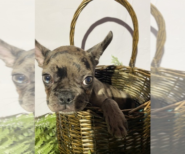 Medium Photo #21 Faux Frenchbo Bulldog Puppy For Sale in LIVERMORE, CA, USA
