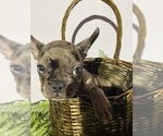 Puppy Pipsqueek Faux Frenchbo Bulldog
