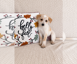 Australian Cattle Dog Puppy for sale in INDIANAPOLIS, IN, USA