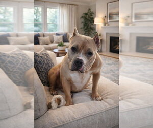 American Staffordshire Terrier Dogs for adoption in Lawrenceville, NJ, USA