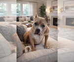 Venus - Female American Staffordshire Terrier Dog for Adoption - Small photo