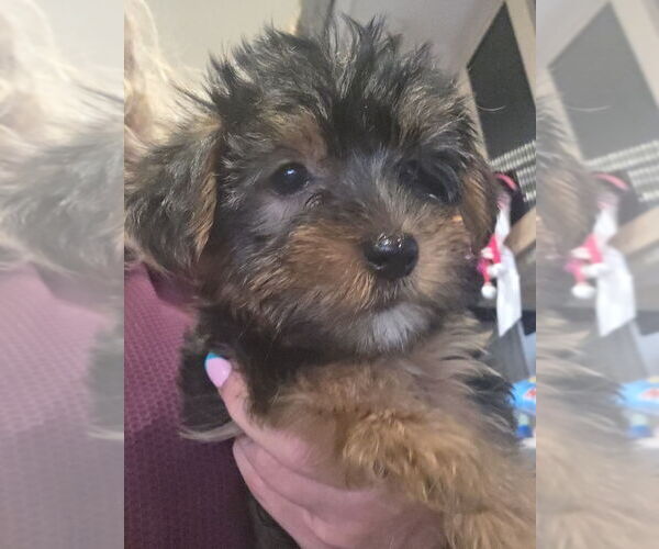 Medium Photo #4 Yorkshire Terrier Puppy For Sale in ALEXANDER CITY, AL, USA