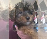 Small #3 Yorkshire Terrier