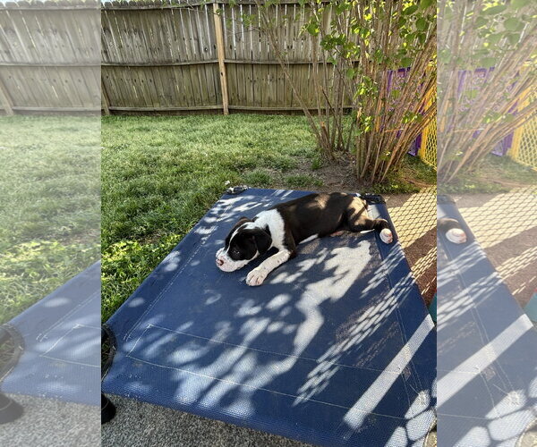 Medium Photo #6 American Pit Bull Terrier-Labrador Retriever Mix Puppy For Sale in Holly Springs, NC, USA