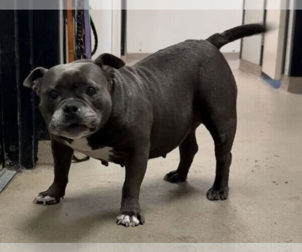 Medium Photo #16 Bulldog-Unknown Mix Puppy For Sale in Sanford, FL, USA