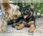 Small Photo #54 German Shepherd Dog Puppy For Sale in WELLINGTON, FL, USA