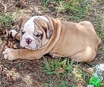 Small Photo #3 Bulldog Puppy For Sale in GREEN FOREST, AR, USA