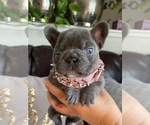 Small Photo #10 French Bulldog Puppy For Sale in GRANDVIEW, WA, USA