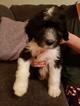 Small Photo #2 Sheepadoodle Puppy For Sale in TIERRA BUENA, CA, USA