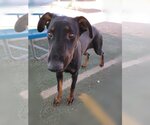 Small Photo #3 Doberman Pinscher-Unknown Mix Puppy For Sale in Apple Valley, CA, USA