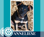 Anneliese (Prost Pups) 100326 - Female German Shepherd Dog-Unknown Mix Dog for Adoption - Small photo