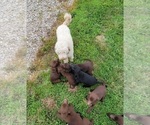 Small Photo #8 Labrador Retriever Puppy For Sale in ALTAMONT, IL, USA