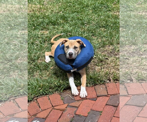 Medium Photo #6 Mutt Puppy For Sale in Orlando, FL, USA