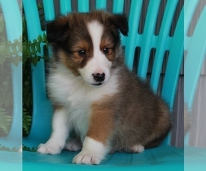 Shetland Sheepdog Puppy for sale in FREDERICKSBURG, OH, USA