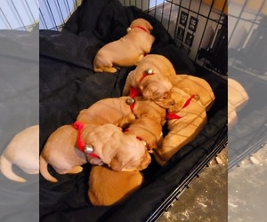 Golden Retriever Puppy for Sale in CARBONDALE, Illinois USA