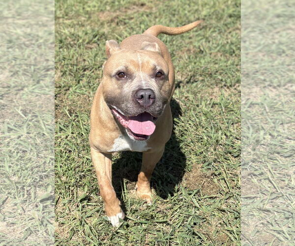 Medium Photo #2 Mutt Puppy For Sale in Virginia Beach, VA, USA