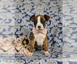 Boxer Puppy for Sale in KIRKWOOD, Pennsylvania USA