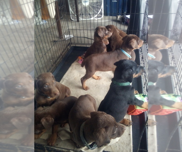 Medium Photo #3 Doberman Pinscher Puppy For Sale in PASCO, WA, USA
