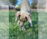 Small Photo #35 Italian Greyhound Puppy For Sale in SAINT GEORGE, UT, USA
